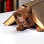 cute-3269715_1920