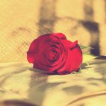 rose-4024480_960_720