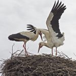 storks-3237201_1920
